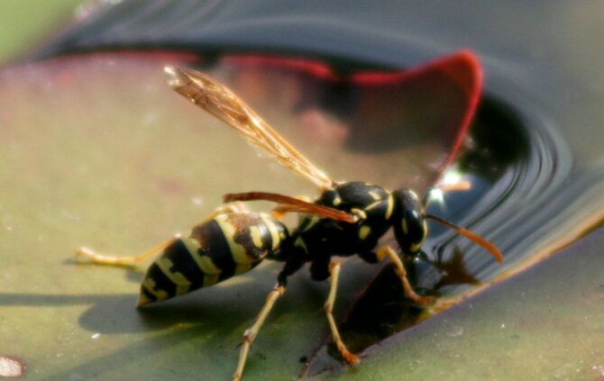 Wespen Wespe symbol symbolbild symbolfoto