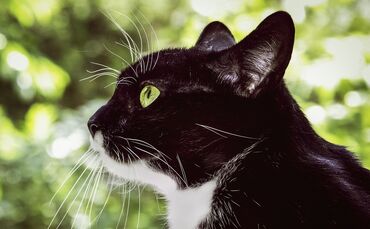 Katze Haustier Hauskatze Tier Symbol Symbolbild symbolfoto