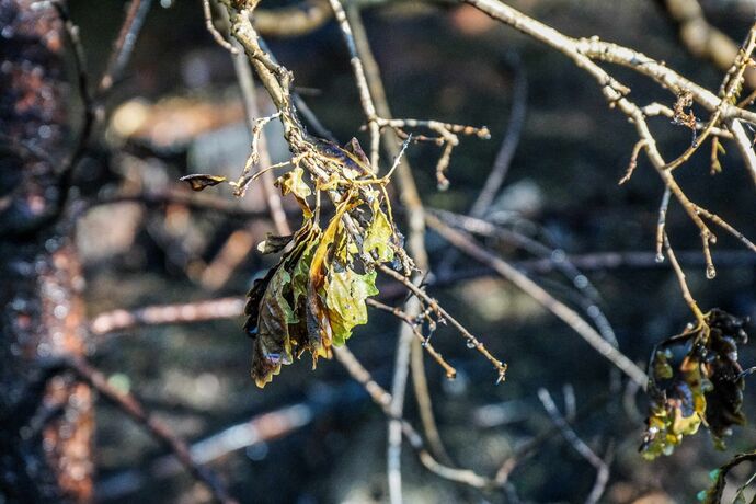 Murrhardt-Schlosshof: 400 qm Wald in Brand – Landwirte helfen mit Wasserfaessern