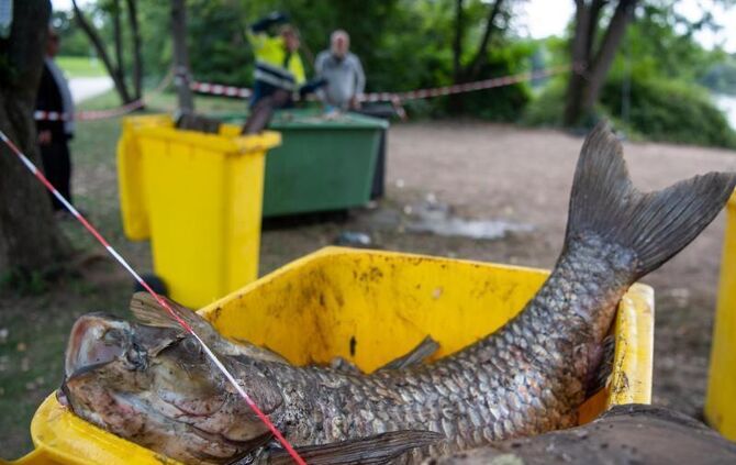 Tote Fische im Max-Eyth-See
