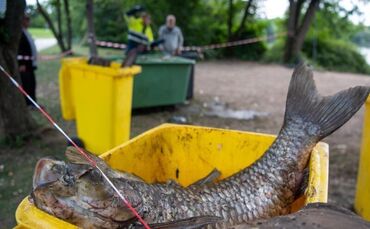Tote Fische im Max-Eyth-See