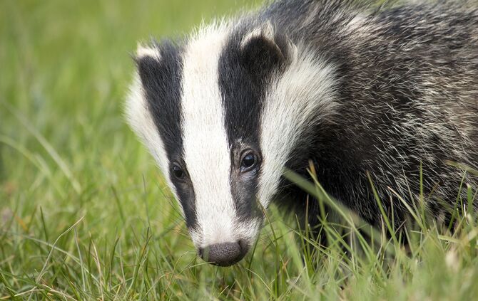 badger-2030975_1920_0