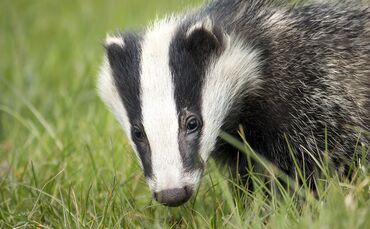badger-2030975_1920_0