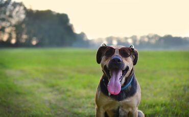 Hund Sommer Hitze Symbol Symbolbild Sonnenbrille