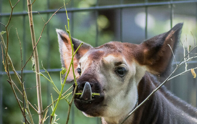 Der kleine Okapi-Bulle Laluk wurde im April in der Wilhelma geboren.