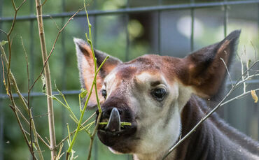 Der kleine Okapi-Bulle Laluk wurde im April in der Wilhelma geboren.