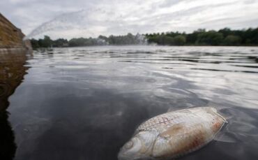 Toter Fisch im Max-Eyth-See