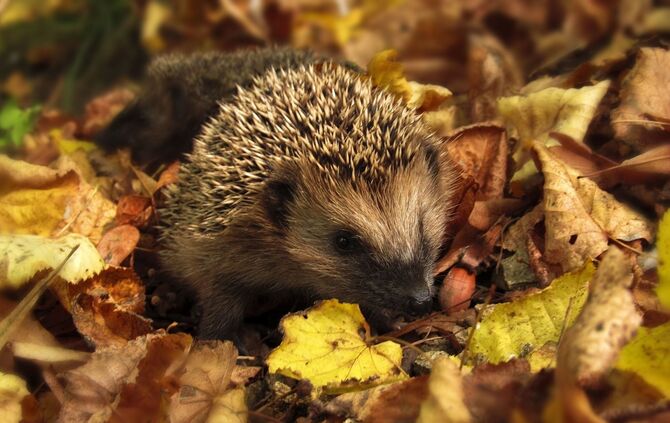 Igel im Laub