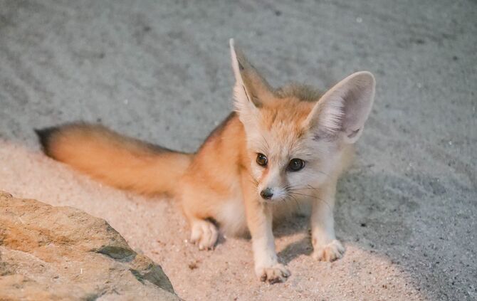 Fenneks in der Wilhelma um 28.03.2019_0