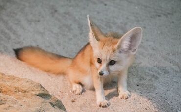 Fenneks in der Wilhelma um 28.03.2019_0