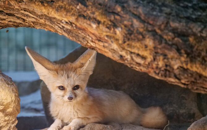 Fenneks in der Wilhelma um 28.03.2019_1