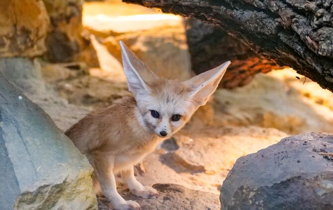 Fenneks in der Wilhelma um 28.03.2019_2