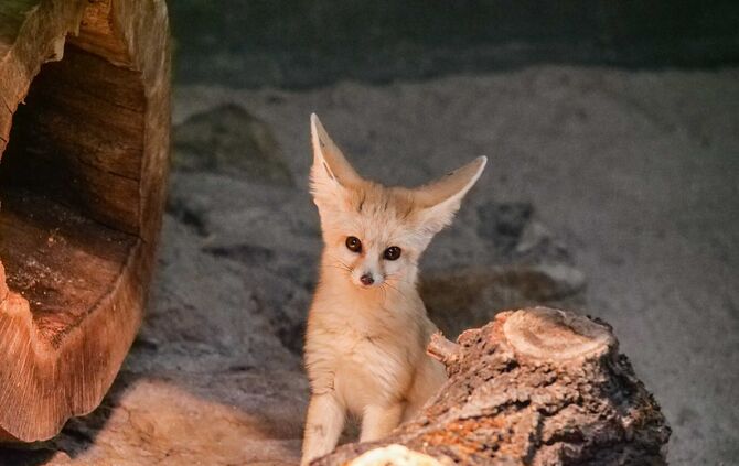 Fenneks in der Wilhelma um 28.03.2019_3