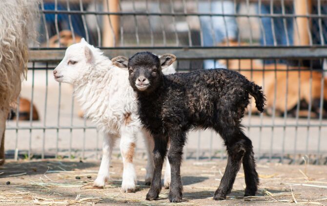 Zicklein Lämmer Baby-Ziegen Wilhelma Stuttgart_0