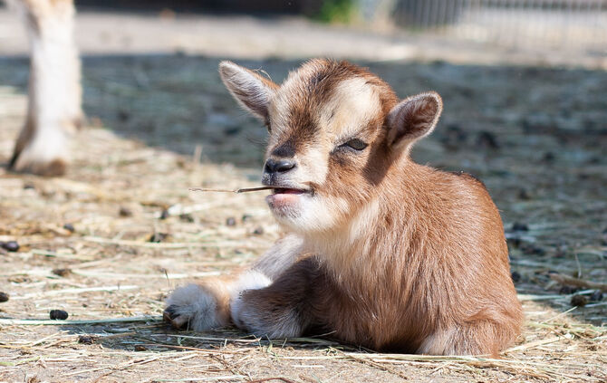Zicklein Lämmer Baby-Ziegen Wilhelma Stuttgart_1