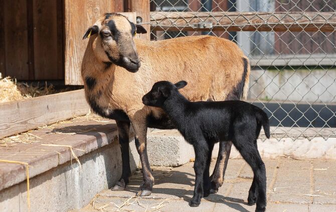 Zicklein Lämmer Baby-Ziegen Wilhelma Stuttgart_2