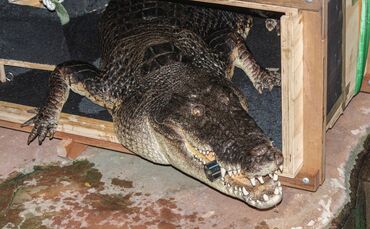 KW_10a_Deutschlands_größtes_Krokodil_05.03.2019_Bild_3_0