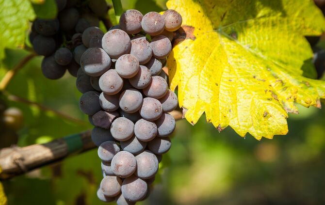Rotwein Traube Rebe rot Symbol Symbolbild_0