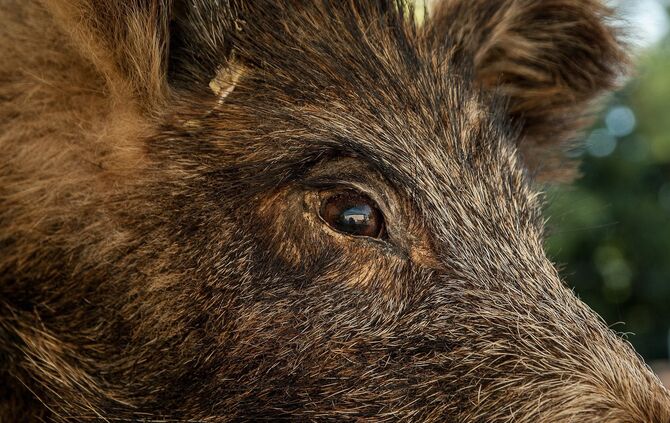 wild-boar-1437491_1920_0