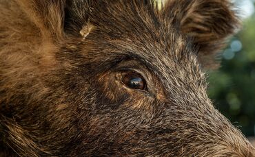 wild-boar-1437491_1920_0