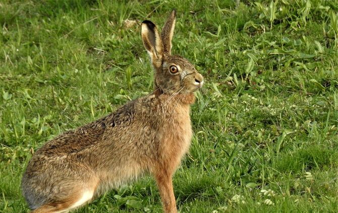 Feldhase Hase Hasenpest Symbol Symbolbild