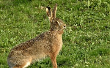 Feldhase Hase Hasenpest Symbol Symbolbild
