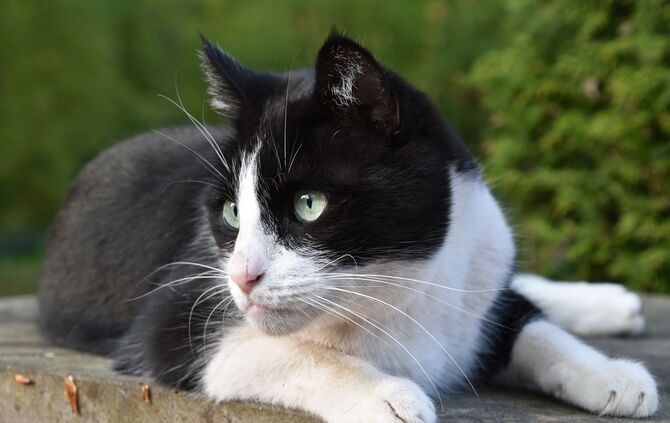 Katze Symbol_0