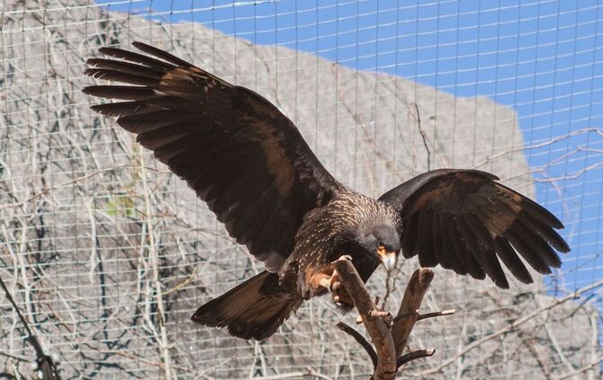 Greifvogel Wilhelma_0