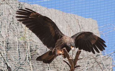 Greifvogel Wilhelma_0