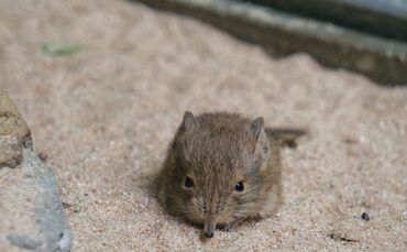 KW_18b_Kurzohrrüsselspringer_02.05.2019_Bild_4_0