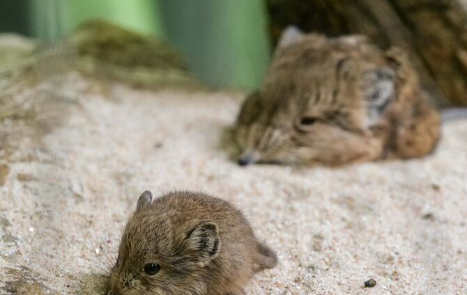 KW_18b_Kurzohrrüsselspringer_02.05.2019_Bild_2_2