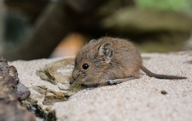 KW_18b_Kurzohrrüsselspringer_02.05.2019_Bild_3_3
