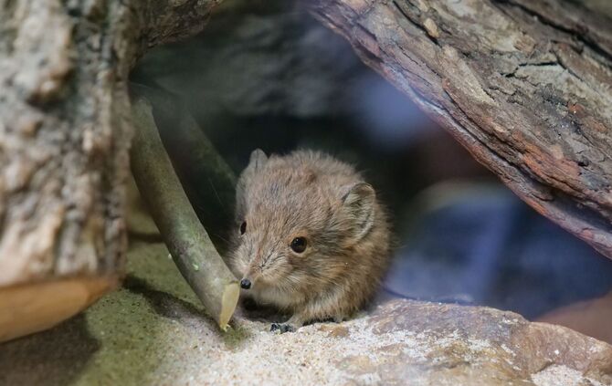 KW_18b_Kurzohrrüsselspringer_02.05.2019_Bild_5_4