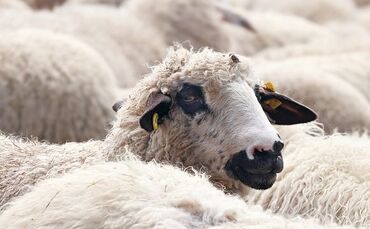 Schaf Symbol Symbolbild