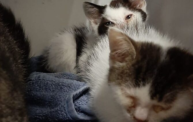 Katzen