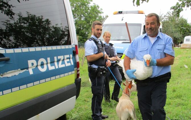 Vernachlässigte Tiere Polizei Stuttgart Gänse Hühner Ziegen Verfahren Ermittlung 21.8._0